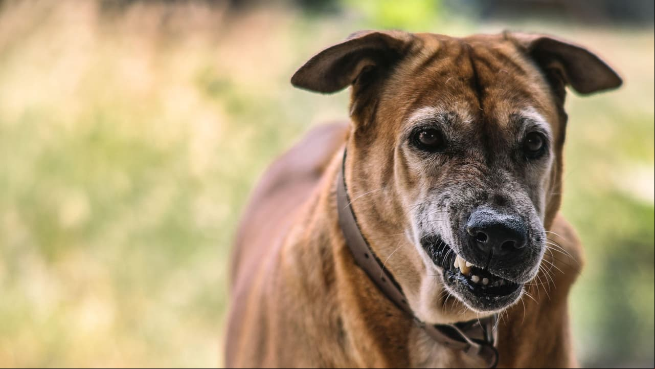 Perro enojado
