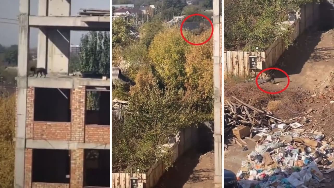 Perrito se lanza desde un quinto piso y resulta ileso.