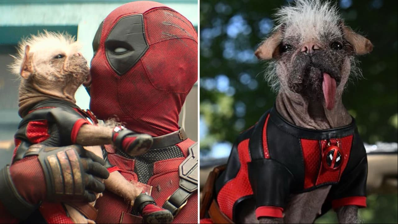 'Deadpool 3': ¿Por qué Ryan Reynolds eligió a Dogpool, 'el perro más feo del mundo', para su película?