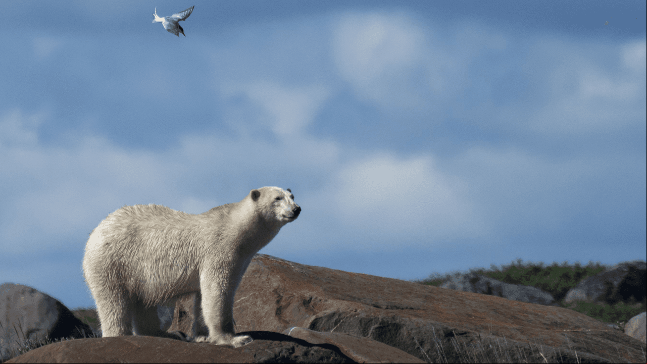 Oso polar