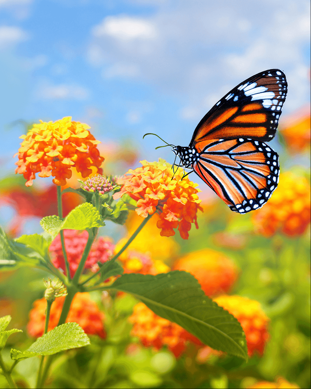 ¿Por qué una mariposa aparece en las redes sociales de los famosos?