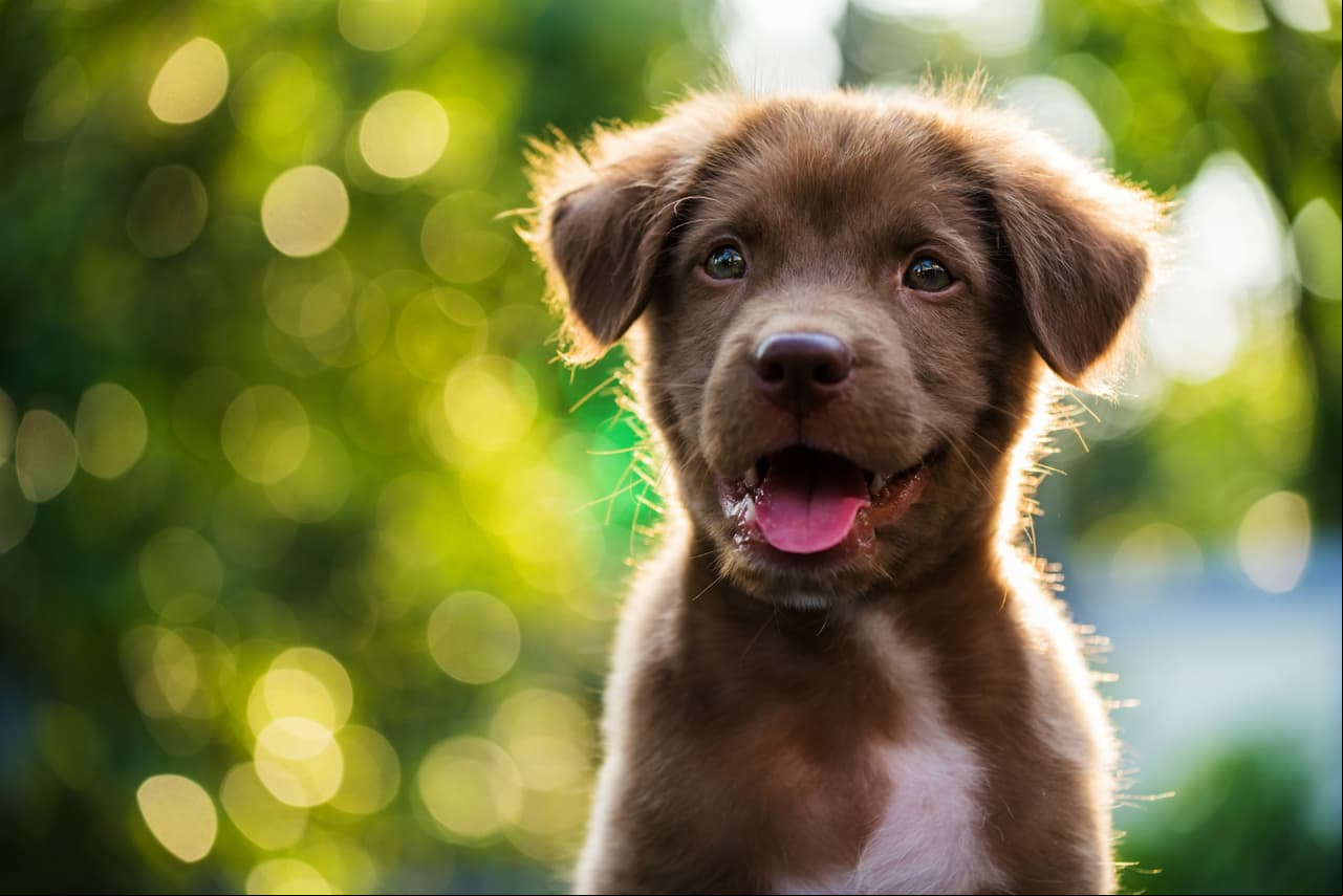 Descubre cómo sonríe un perro y cómo puedes hacerlo más feliz