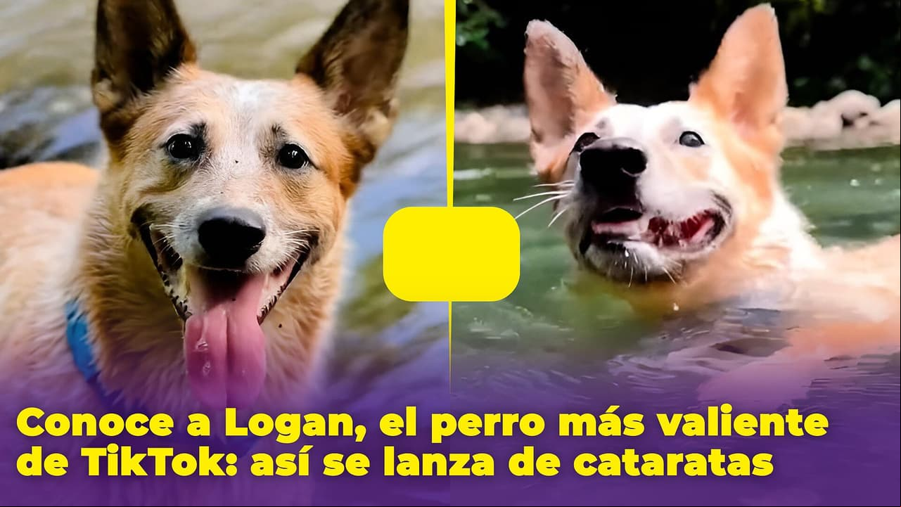 Él es Logan, el perro más famoso y valiente de TikTok: tiene misiones en mar abierto