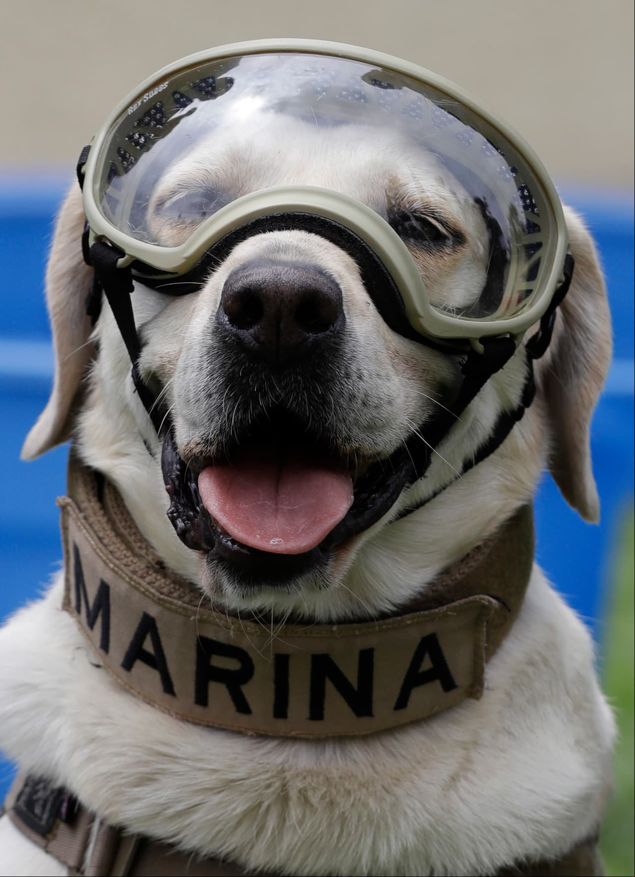 Frida, la perrita rescatista que encantó a México, se retira a sus 10 años