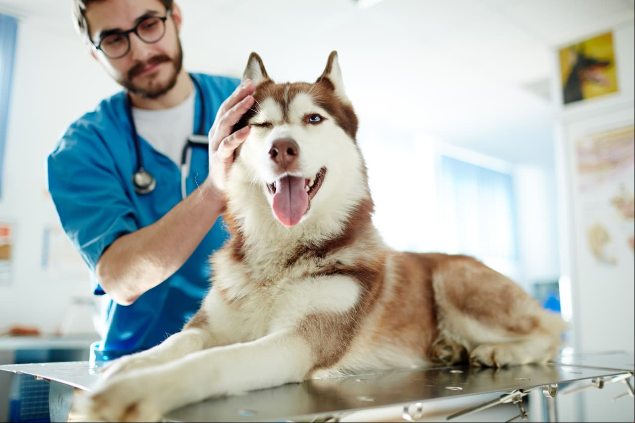 Si tu perro hace esto, ¡corre al veterinario!
