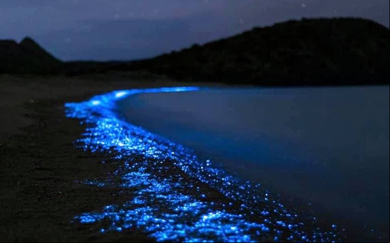 Las fantásticas playas de México que brillan durante las noches