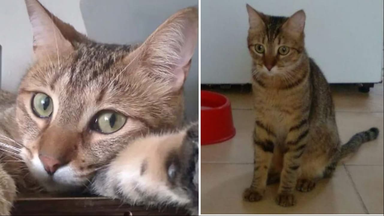 Rumi, el gato