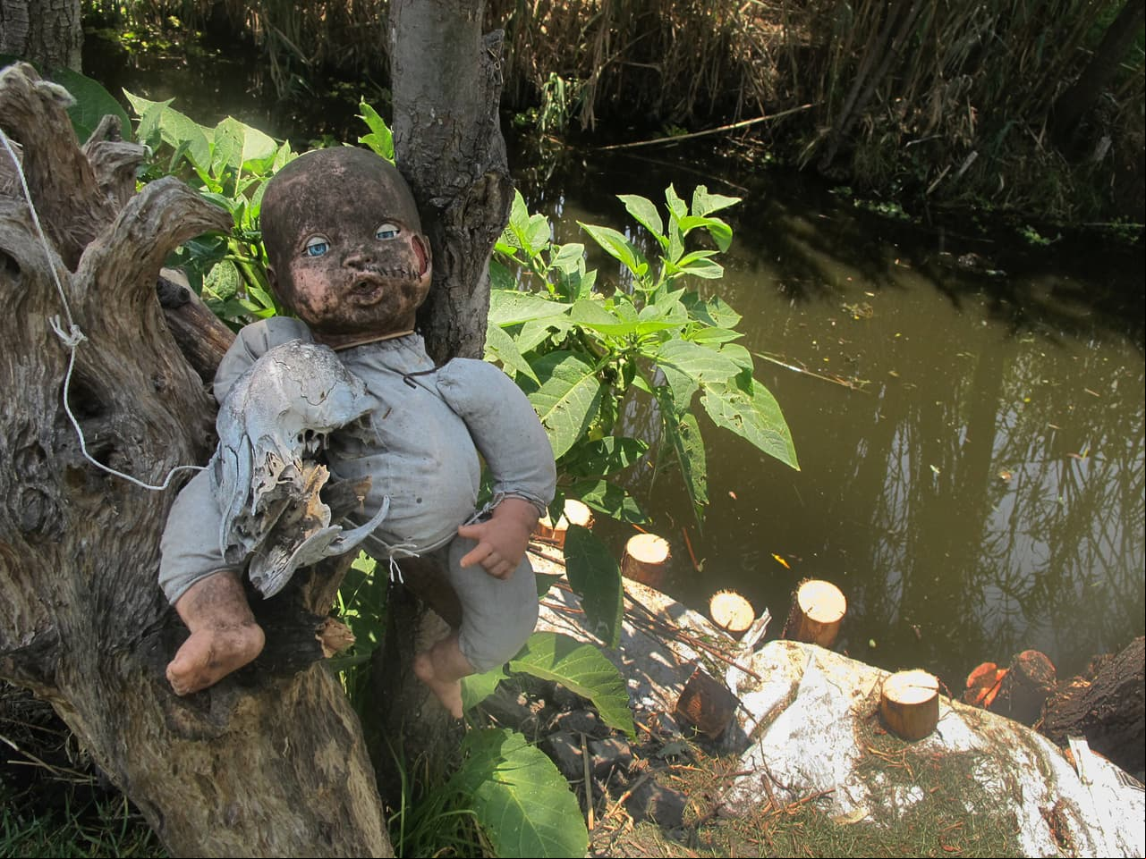 ¿Espíritus en Xochimilco? Conoce la historia de las muñecas que cobran vida