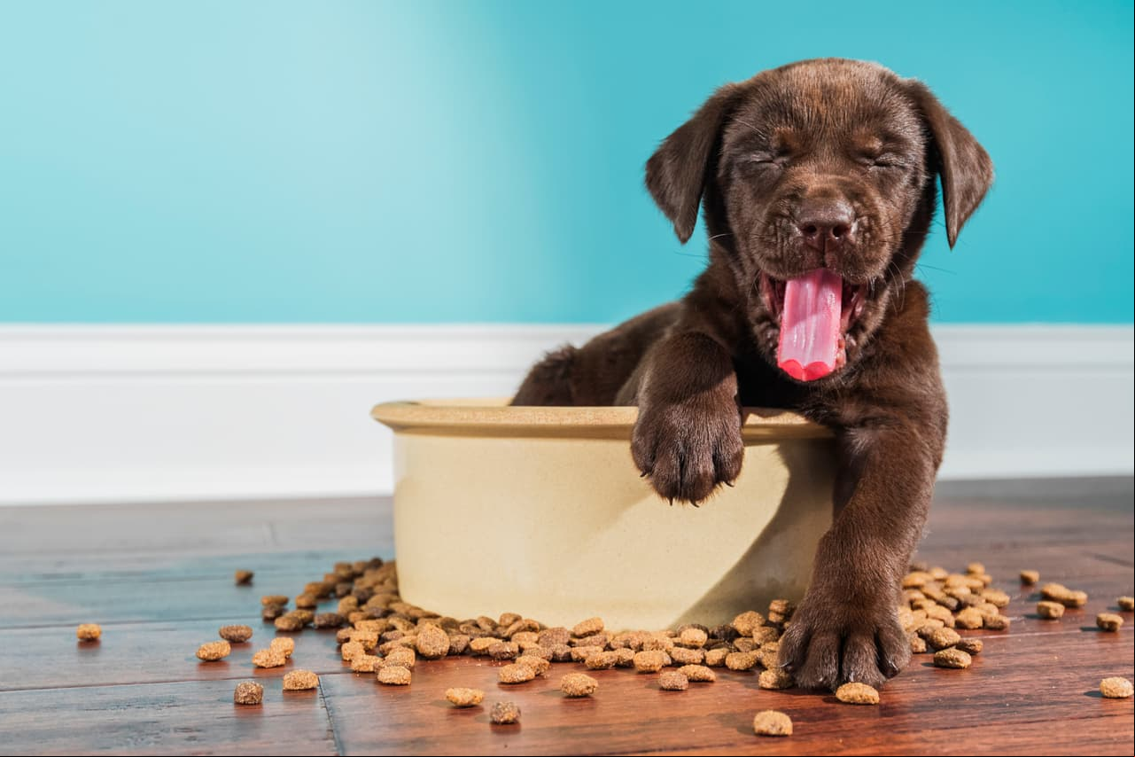 Conoce la verdadera edad de tu perro con esta tabla