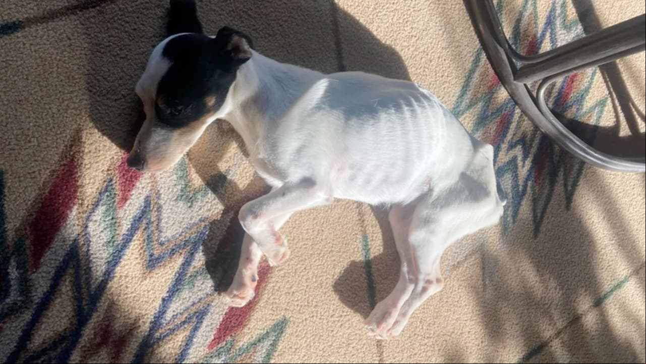 El can se quedó en los huesos por proteger a su dueño