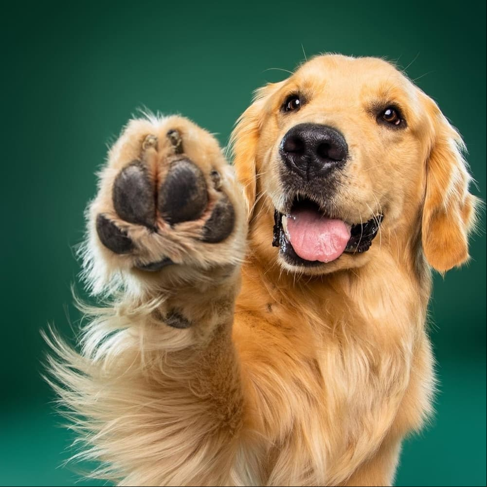 Perro